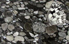 Granit-Konglomerat Black Marinace, Detail