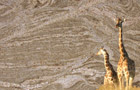 Detailansicht Granit Juparana Golden