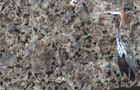 Detailansicht Granit Spectrolite Brown