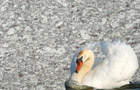 Detailansicht Granit Swan White