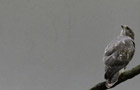 Detailansicht Sandstein Grey Veins